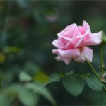 相手の気持ち占い◆あの人に秘められた裏の顔・隠し事≪あなたへの特別な思い≫