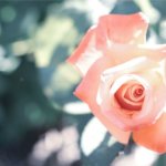 諦める前に知って。相手の気持ち≪あなたに伝えていない思い/秘密/計画≫