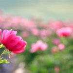 あなたの運命に刻まれた【生涯最高の恋】赤い糸で結ばれた相手の特徴/出会い/掴む幸せの形