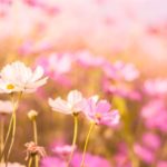 【今、あなたを好きな異性】名前/容姿/特徴ある癖…『運命の恋』が動き出す日