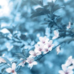 もう潮時よ。あの人が心の底から愛する異性、あなたへの最終告白